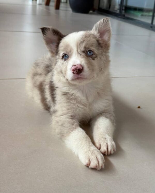 ROCKY