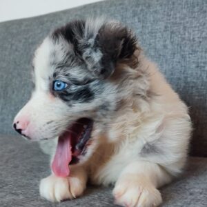 BENZI